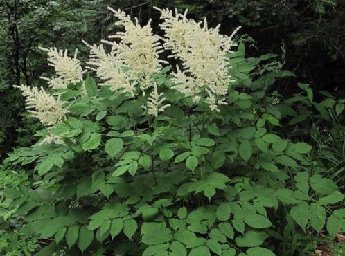 Geitenbaard in potten te koop, Tuin en Terras, Planten | Tuinplanten, Vaste plant, Volle zon, Zomer, Ophalen