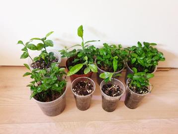 Baby citroen en mandarijn plantjes, baby boompjes beschikbaar voor biedingen