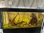 Compleet Aquarium met Kast, Dieren en Toebehoren, Vissen | Aquaria en Toebehoren, Ophalen, Gebruikt, Gevuld zoetwateraquarium