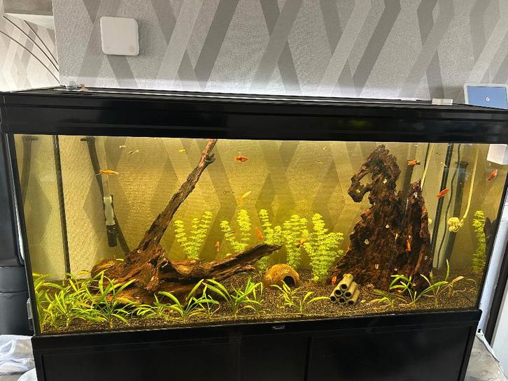 Compleet Aquarium met Kast, Dieren en Toebehoren, Vissen | Aquaria en Toebehoren, Gebruikt, Gevuld zoetwateraquarium, Ophalen