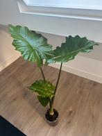 Alocasia Portodora (Olifantsoor) ~85cm, Ophalen, Halfschaduw, Minder dan 100 cm
