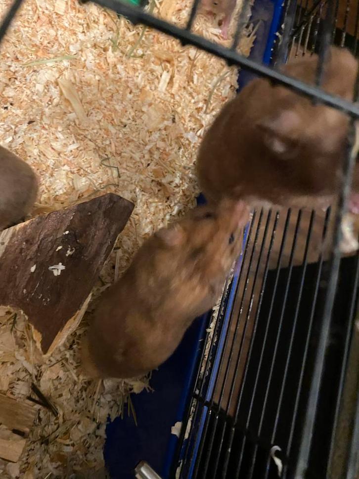 Mooie bruine goudhamsters te koop jong zoals oud, Dieren en Toebehoren, Knaagdieren, Meerdere dieren, Hamster, Juni, Tam