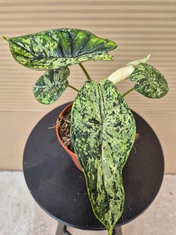Alocasia Dragon scale Variegata p12 (14) beschikbaar voor biedingen