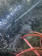 Green terror moet weg word gepest, Dieren en Toebehoren, Vissen | Aquariumvissen, Kreeft, Krab of Garnaal