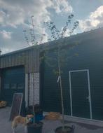 Prunus kanzan, Overige soorten, Lente, 100 tot 250 cm, Ophalen