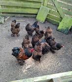 (Goedkoop)Brahma goud zwart gezoomd hennen~ Kuikens, Dieren en Toebehoren, Pluimvee, Vrouwelijk, Kip