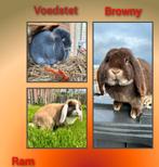 Lieve franse hangoor ram, Dieren en Toebehoren, Knaagdieren, Maart, Mannelijk, Overige typen, Tam