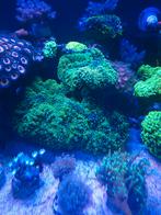 Koralen Indonesische schijfanemoon, keniaboom, Dieren en Toebehoren, Vissen | Aquariumvissen, Overige typen