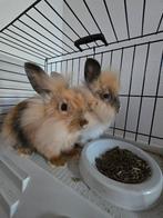 Twee lieve dwergkonijnen, Dieren en Toebehoren, Konijnen, Mannelijk, Dwerg, 0 tot 2 jaar