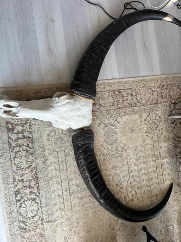 Zeer grote Skull  1,5 meter UNIEK beschikbaar voor biedingen