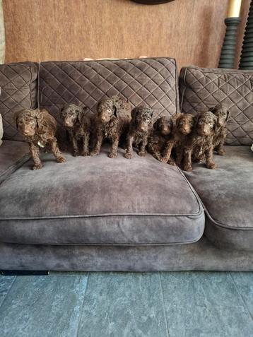 Choco koningspoedel pups  beschikbaar voor biedingen