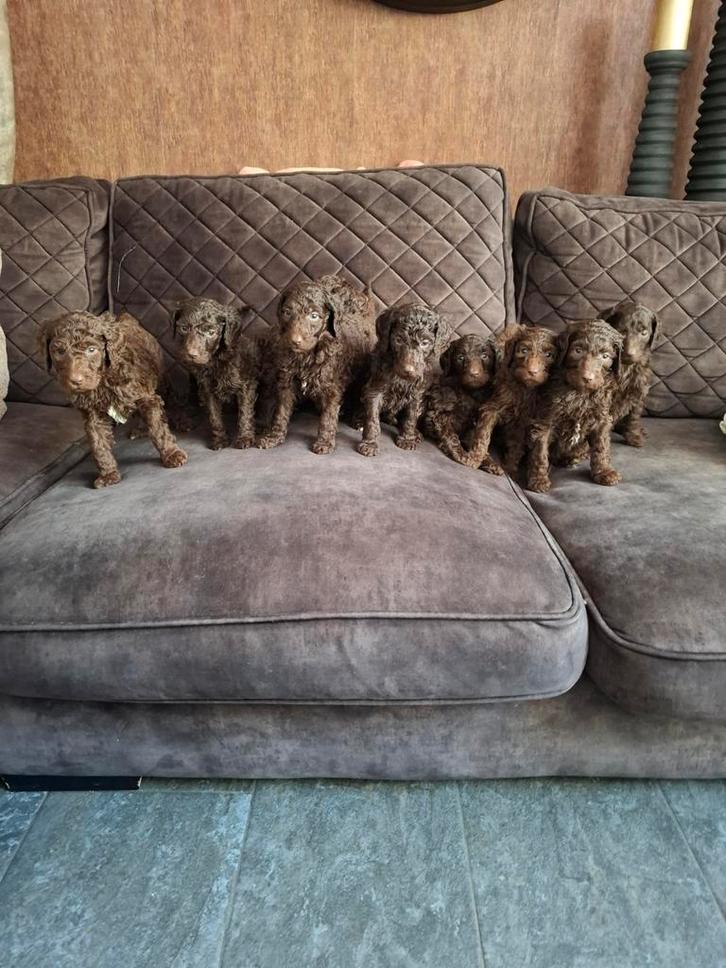 Choco koningspoedel pups, Dieren en Toebehoren, Honden | Chihuahua's en Gezelschapshonden, Meerdere dieren, Poedel, Fokker | Hobbymatig