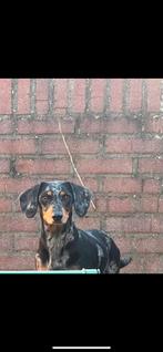 DwergTeckel teefje lizzy zoekt een warme mand️, Dieren en Toebehoren, Particulier, Rabiës (hondsdolheid), 1 tot 2 jaar, Teef