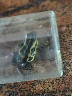 Oophaga pumilio  Guaruma., Dieren en Toebehoren, Reptielen en Amfibieën, 0 tot 2 jaar