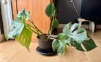 Monstera deliciosa | gatenplant, Ophalen, Overige soorten, Minder dan 100 cm