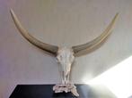 gecreëerde runderschedel met hoorns, longhorn, Ophalen, Zo goed als nieuw