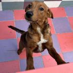 ACE: Angelo kan perfect met andere honden, Particulier, 15 weken tot 1 jaar, Reu, Buitenland