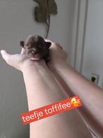 Pomchi, Dieren en Toebehoren, Honden | Chihuahua's en Gezelschapshonden, 8 tot 15 weken, Meerdere, Meerdere dieren, Chihuahua