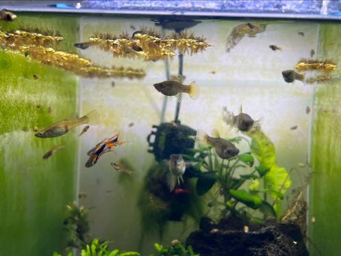 Black bar endler guppen alles in 1 keer, Dieren en Toebehoren, Vissen | Aquariumvissen, Vis