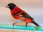 Opzoek naar kapoetsensijs, Dieren en Toebehoren, Mannelijk