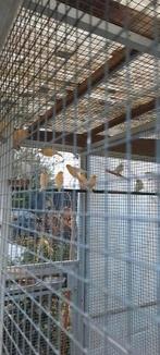 Witte man waterslager 2025, Mannelijk, Kleurkanarie