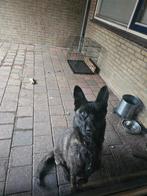 Mechelse/hollandse herder teef, Dieren en Toebehoren, Honden | Herdershonden en Veedrijvers, Teef, Eén hond, 3 tot 5 jaar, Herder