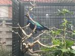 Koppel Purperglansspreeuwen, Dieren en Toebehoren, Meerdere dieren, Tropenvogel