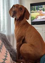 Honden oppas gezocht, Ophalen of Verzenden