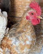 Gratis 2 Serama Haantjes, Dieren en Toebehoren, Pluimvee, Mannelijk, Kip