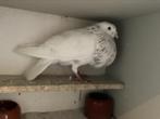 4 doffers tekoop, Dieren en Toebehoren, Parkiet