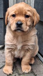 Labrador pups reutjes, Dieren en Toebehoren, Honden | Retrievers, Spaniëls en Waterhonden, Reu, 8 tot 15 weken, Labrador retriever