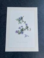 10 prenten  bomen/struiken 19x 27 cm samen 20 euro  oa den, Antiek en Kunst, Antiek | Schoolplaten, Ophalen of Verzenden, Natuur en Biologie