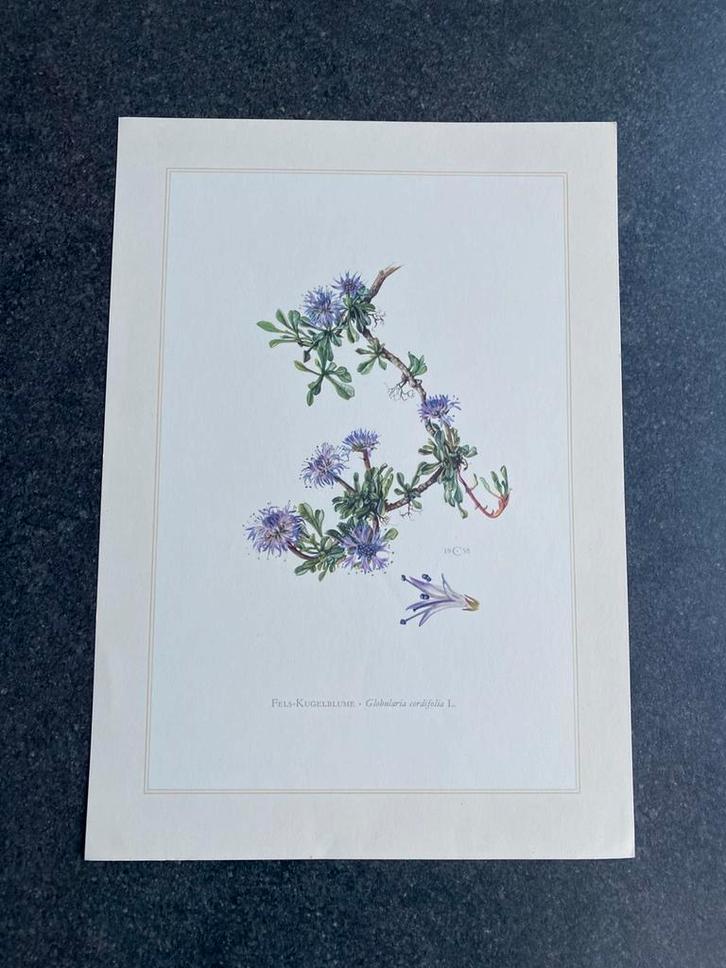 10 prenten  bomen/struiken 19x 27 cm samen 20 euro  oa den, Antiek en Kunst, Antiek | Schoolplaten, Natuur en Biologie, Ophalen of Verzenden