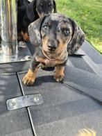 Dwerg teckels pups teckel pup pups, Dieren en Toebehoren, Honden | Teckels en Dashonden, Rabiës (hondsdolheid), Reu, 8 tot 15 weken