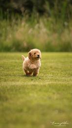 3 Multigen labradoodle puppies –  Sociaal & lieve reutjes, Dieren en Toebehoren, Honden | Retrievers, Spaniëls en Waterhonden
