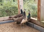 3 jonge pauwen, Dieren en Toebehoren, Pluimvee, Meerdere dieren, Overige soorten
