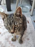 Kitten 14 weken oud zoekt mand, Dieren en Toebehoren, Katten en Kittens | Overige Katten, Poes, Kortharig, 0 tot 2 jaar