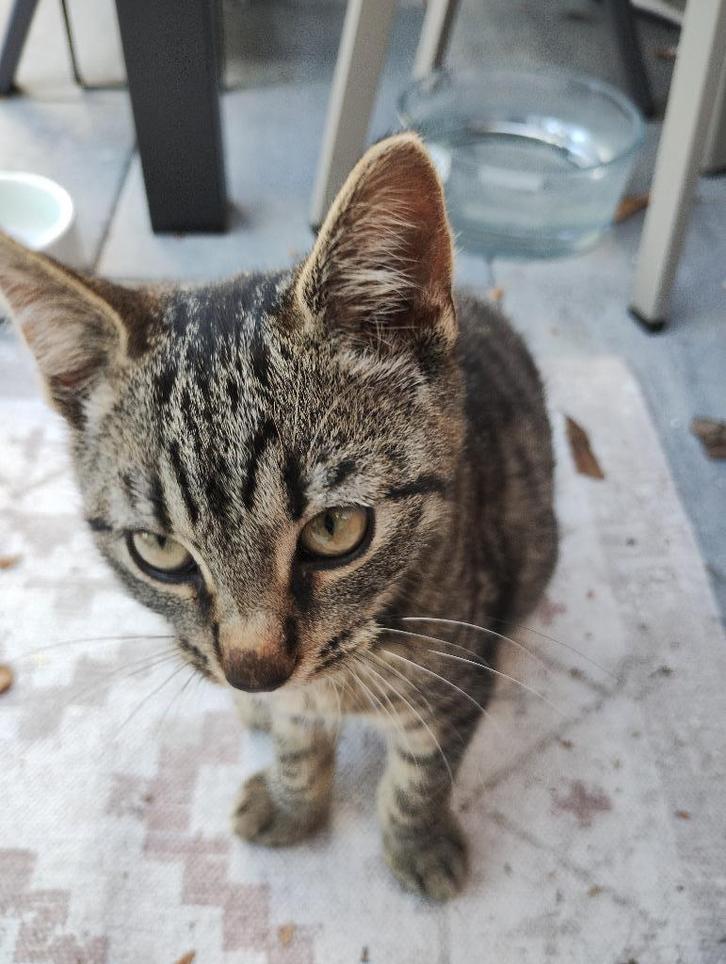 Kitten 14 weken oud zoekt mand, Dieren en Toebehoren, Katten en Kittens | Overige Katten, Kortharig, Poes, 0 tot 2 jaar