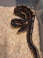 Python regius 1.0 cinnamon 66% het pied, Slang, 0 tot 2 jaar