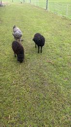 Qoussant rammen schapen, Dieren en Toebehoren, Schapen, Geiten en Varkens, Mannelijk, Schaap