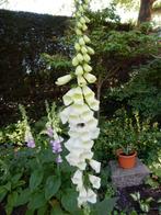 VINGERHOEDSKRUID  ( DIGITALIS )  WIT, Volle zon, Vaste plant, Zomer, Ophalen