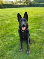 Duitse herder teef met stamboom (werklijn), 15 weken tot 1 jaar, Teef, Eén hond, Herder