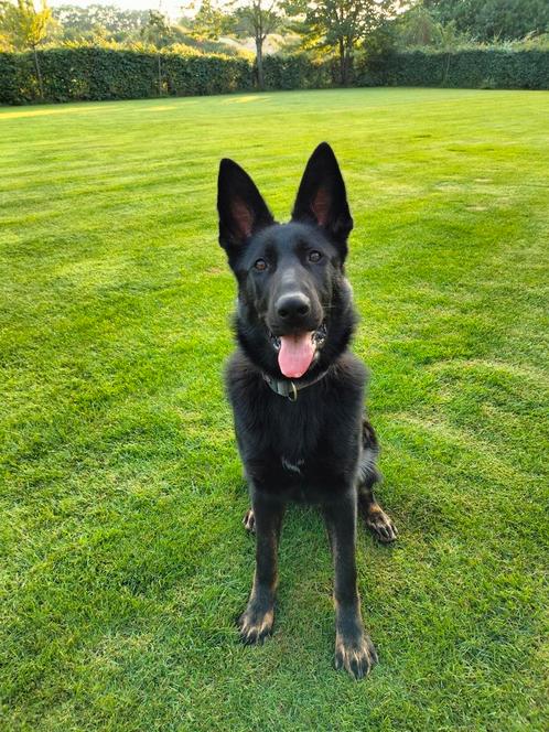 Duitse herder teef met stamboom (werklijn), Dieren en Toebehoren, Honden | Herdershonden en Veedrijvers, Teef, Herder, Particulier