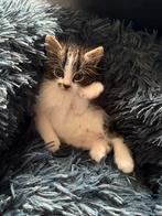 Kruising siberische boskat en Noorse boskat, Dieren en Toebehoren, Katten en Kittens | Raskatten | Langhaar, Meerdere dieren, Ontwormd