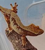 Wimpergekko vrouw Lilly white, Dieren en Toebehoren, Hagedis, 0 tot 2 jaar