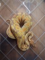 Ball python vrouw, Dieren en Toebehoren, Reptielen en Amfibieën, Slang, Tam, 0 tot 2 jaar
