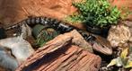 Blauwtingskink van 3 jaar
( Tiliqua gigas gigas), Hagedis, Met terrarium, 3 tot 6 jaar