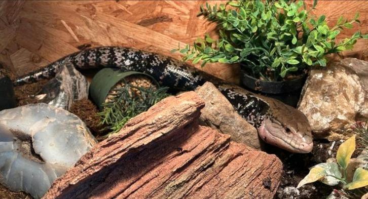 Blauwtingskink van 3 jaar
( Tiliqua gigas gigas), Dieren en Toebehoren, Reptielen en Amfibieën, Hagedis, 3 tot 6 jaar, Met terrarium