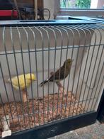 koppels kanaries en diverse, Meerdere dieren, Kleurkanarie