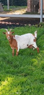 Mooie dwerggeit., Dieren en Toebehoren, Schapen, Geiten en Varkens, Vrouwelijk, Geit